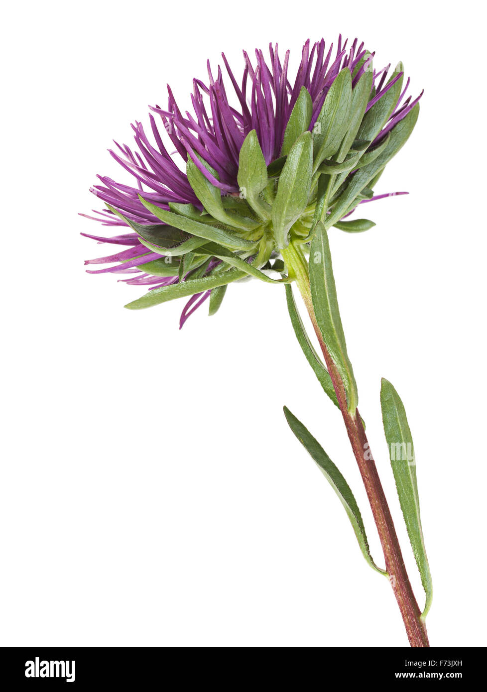 Aster Blüte Nahaufnahme isoliert auf weißem Hintergrund Stockfoto