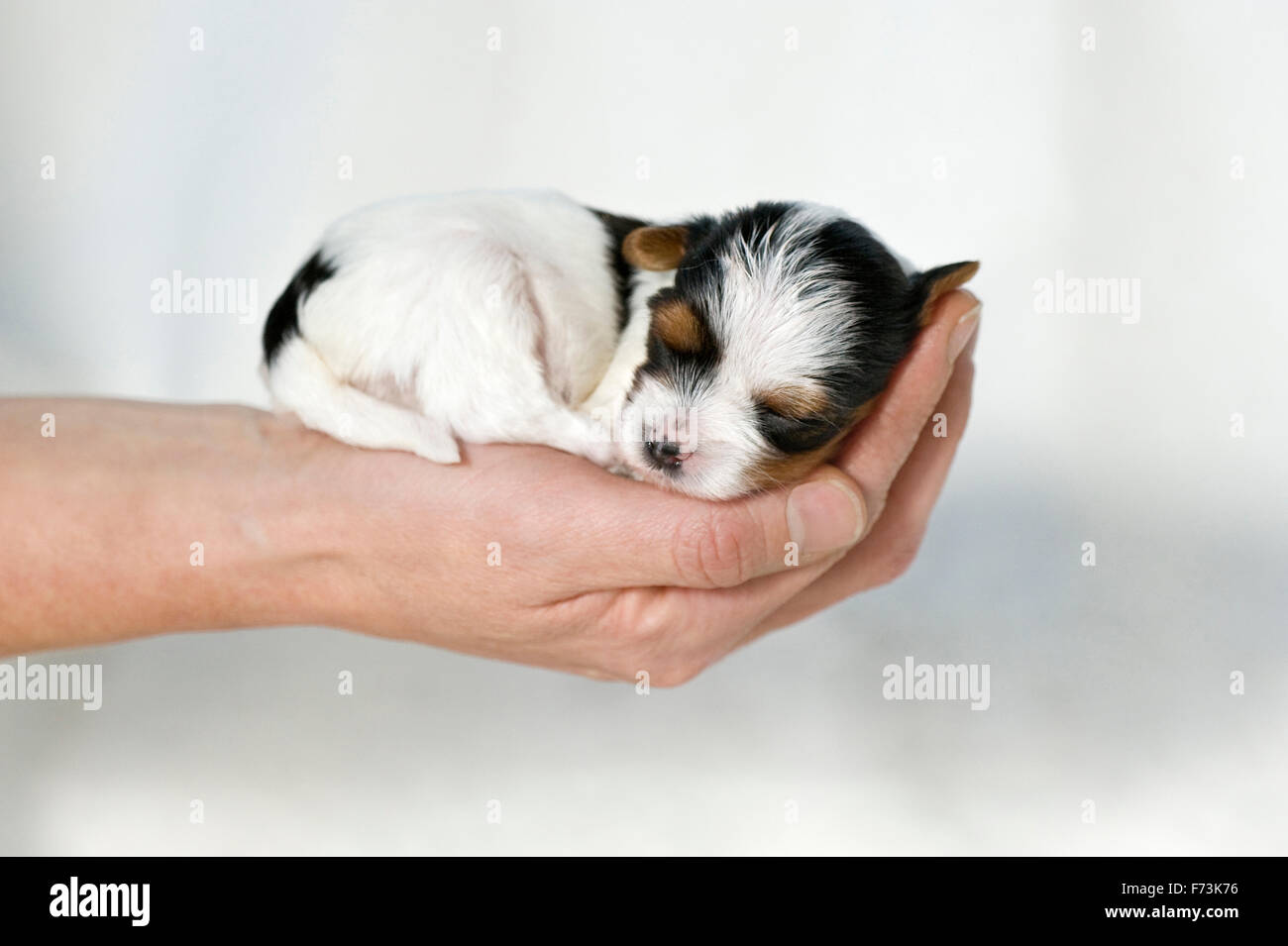 Biewer Terrier. Welpe (3 Wochen alt) schläft auf einer Hand. Deutschland Stockfotografie Alamy