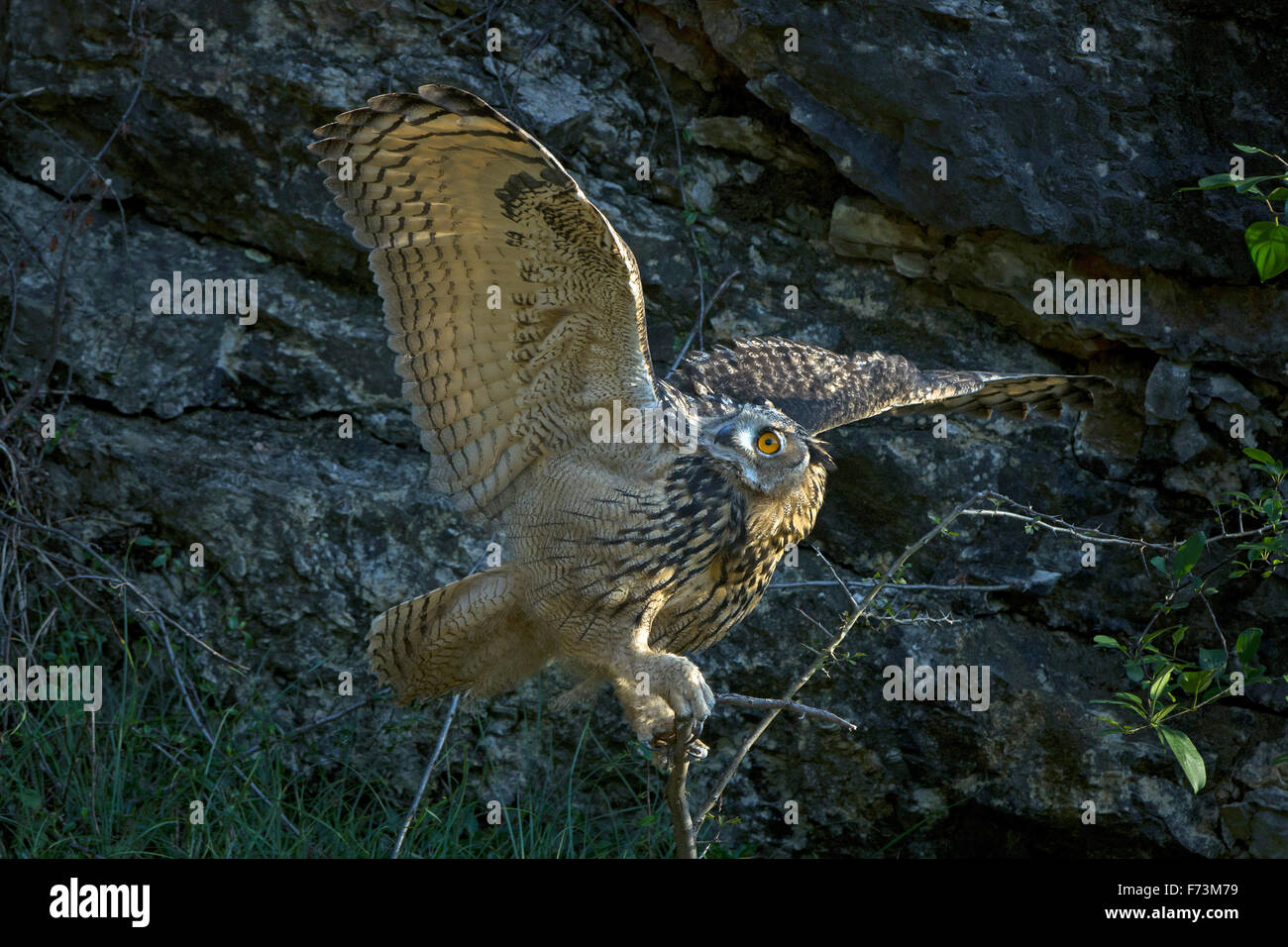 Uhu (Bubo Bubo). Erwachsenen balancieren auf einem Zweig vor Nest in felsigen Klippe o. Deutschland Stockfoto