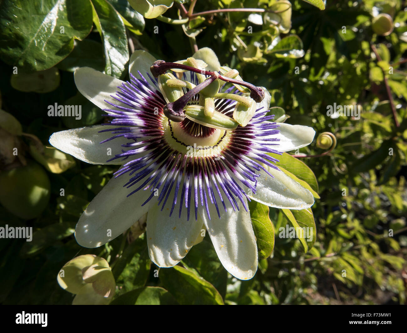 Blüte von Passiflora Bergsteiger im Sommer Stockfoto