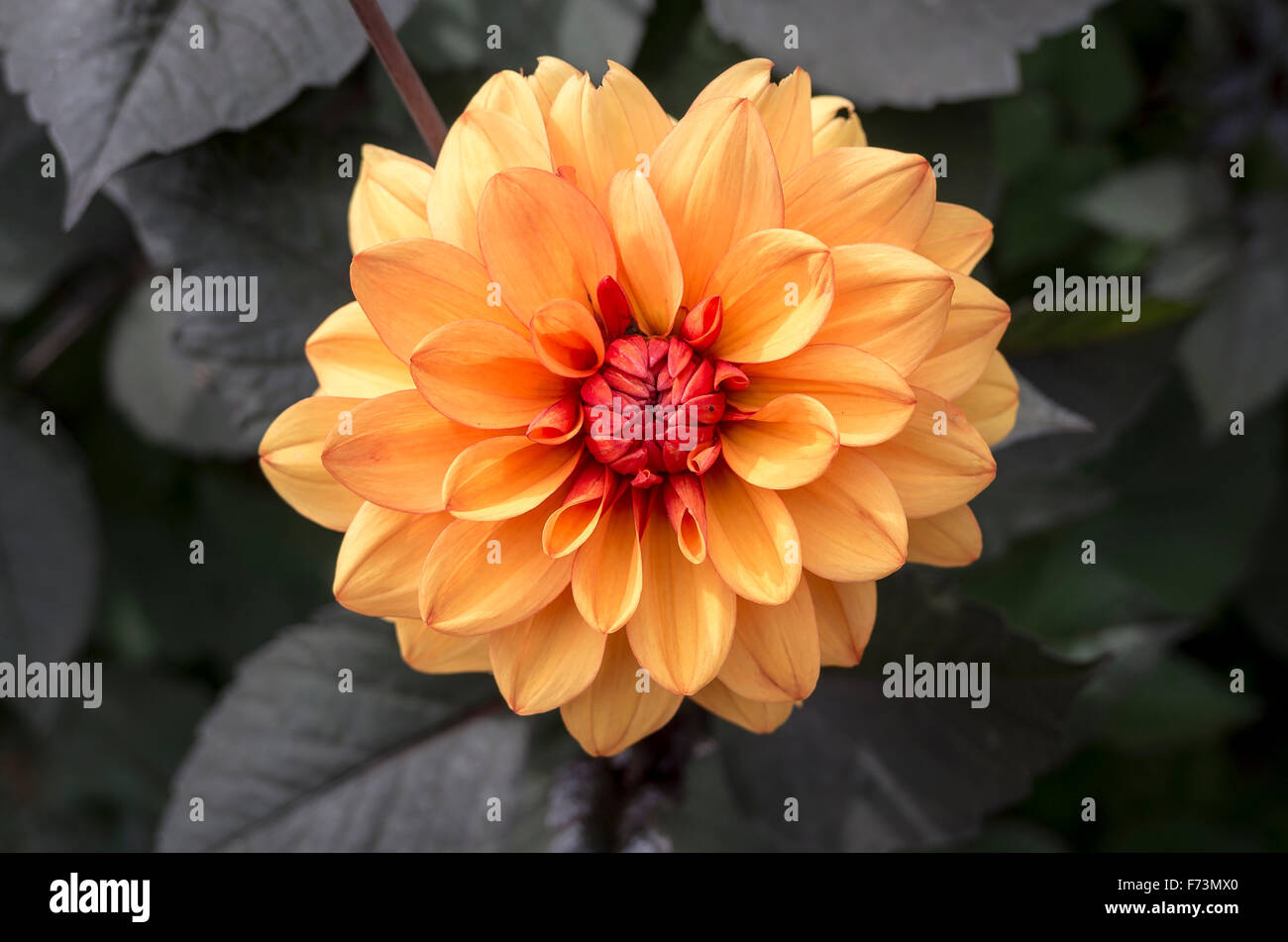Blume Leiter der Dahlie 'David Howard im August Stockfoto