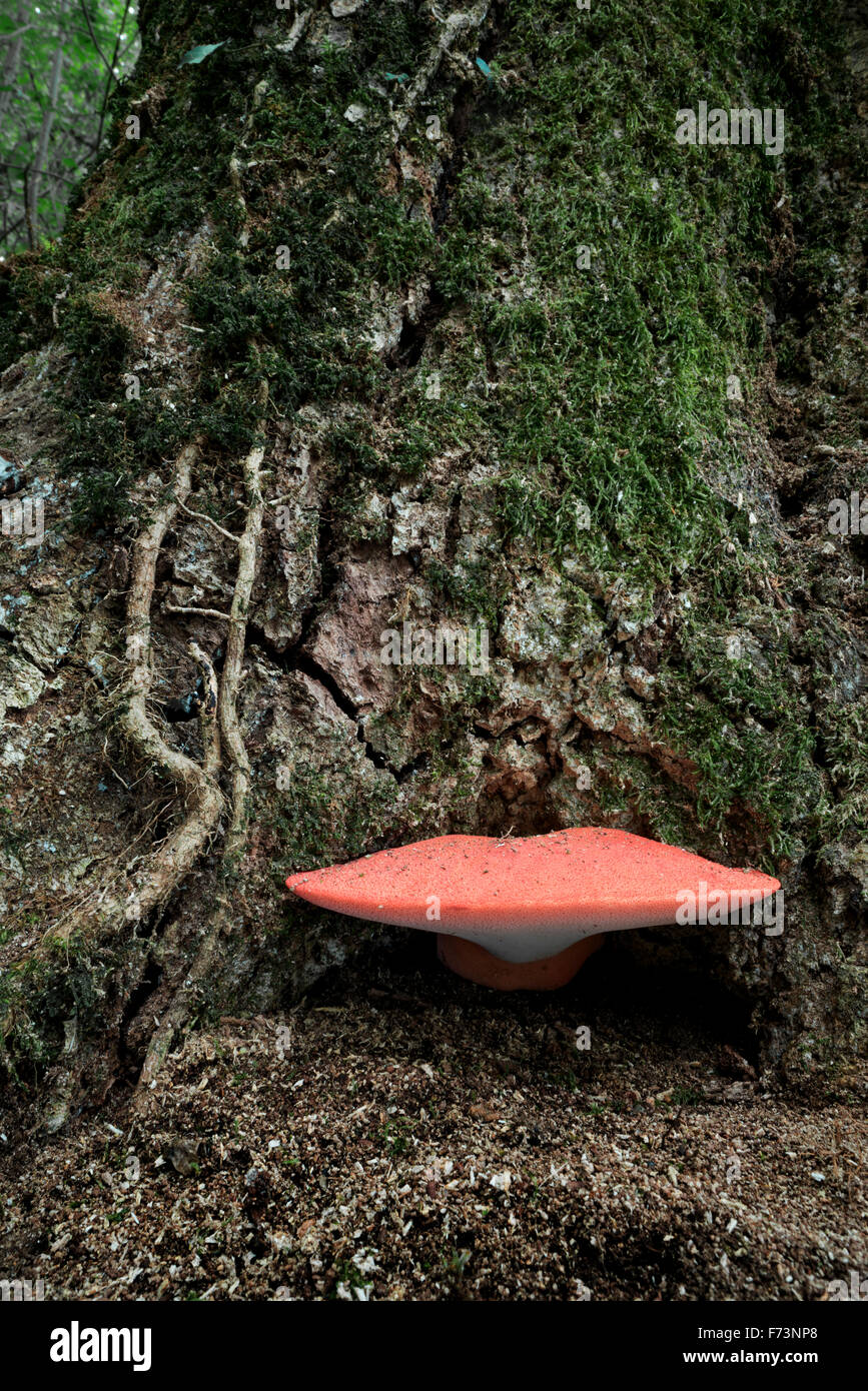Orange mushroom Stockfoto