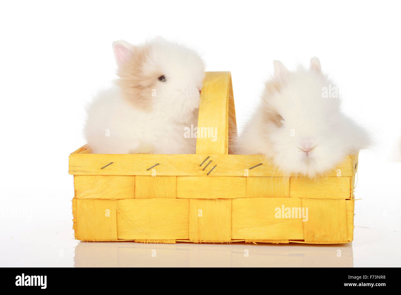 Zwerg Kaninchen. Zwei junge in einem gelben Korb. Studio Bild vor einem weißen Hintergrund Stockfoto