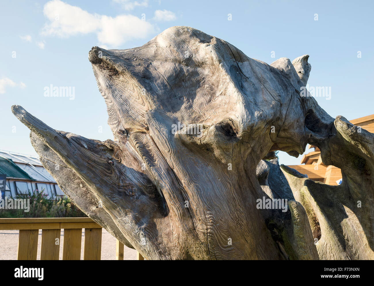 Alte knorrige Baumwurzel als eine natürliche Kunstform im Königreich angezeigt Stockfoto