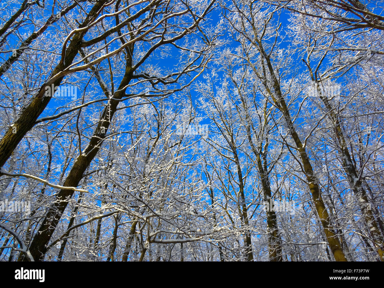 Bäume unter Schnee. Sonniger Tag. Querformat, Stockfoto