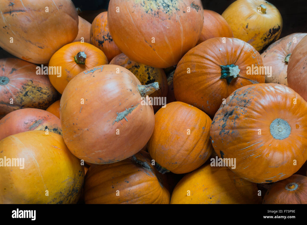 Kürbisse in einem großen Haufen zum Verkauf bereit Stockfoto