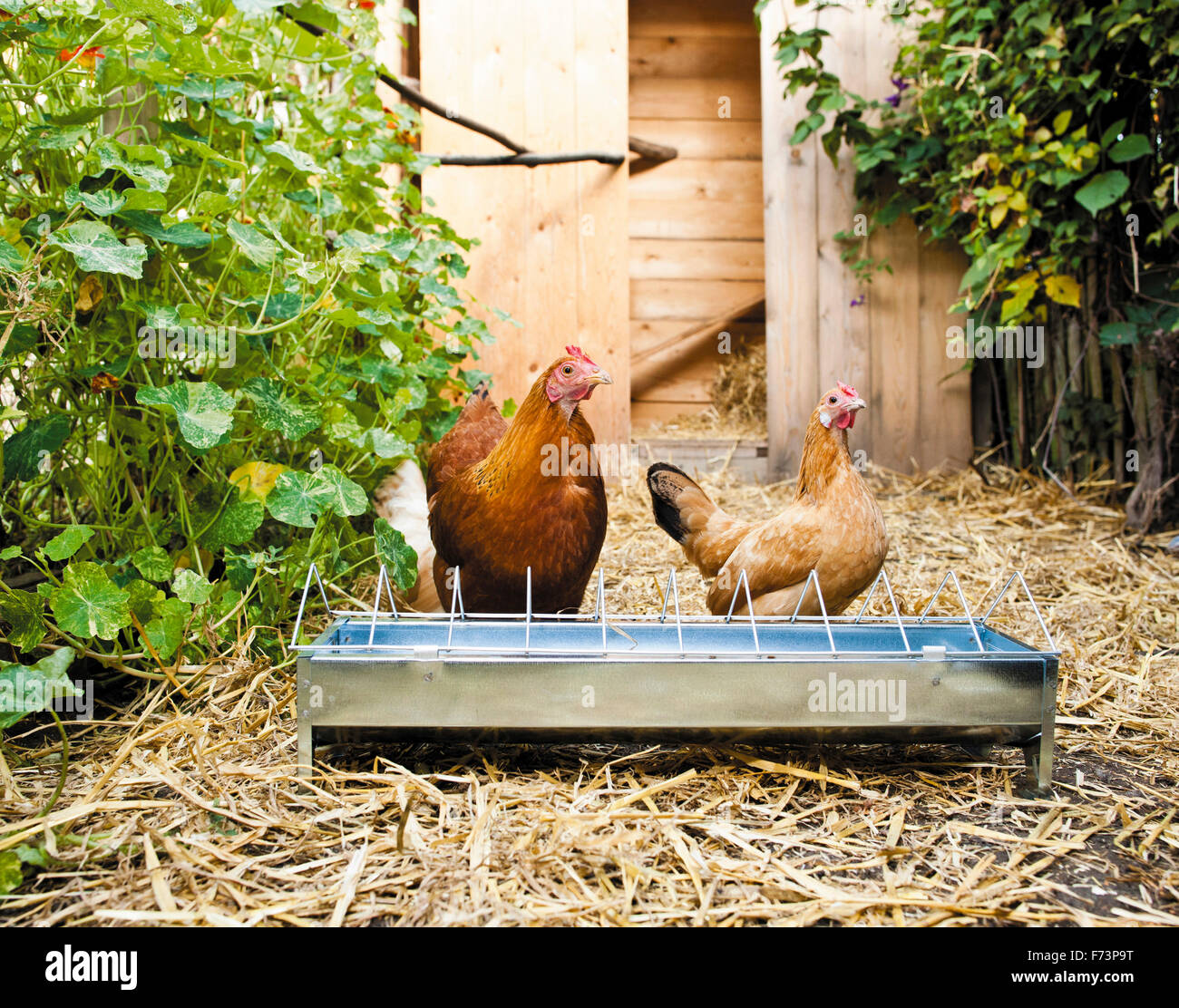 Haushuhns. New Hampshire und Rosecomb Huhn essen durch das Füttern der Krippe. Deutschland Stockfoto