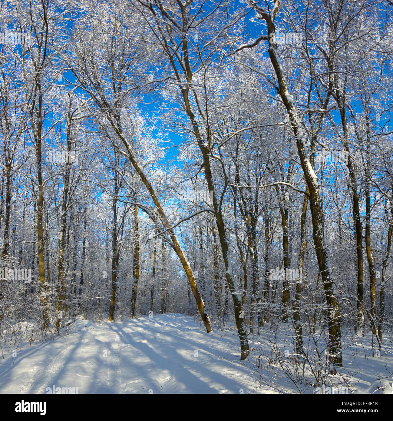 Bäume unter Schnee. Sonniger Tag. Querformat, Stockfoto