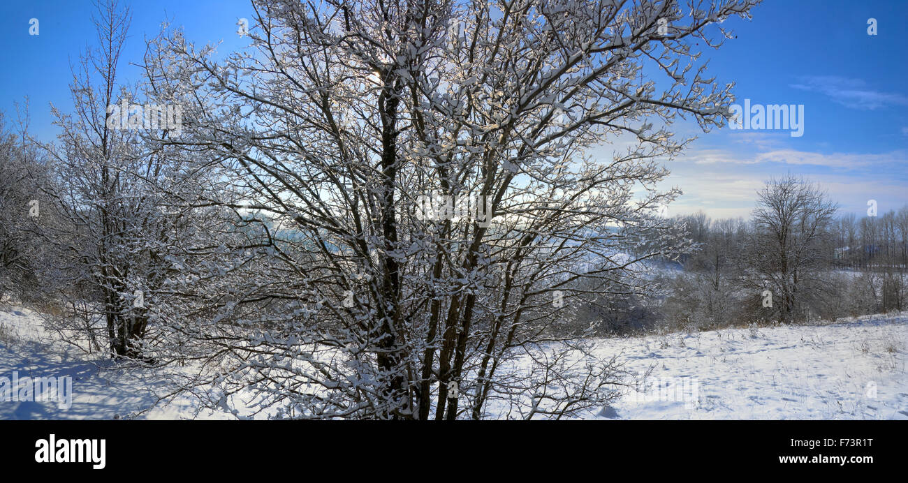 Bäume unter Schnee. Sonniger Tag. Querformat, Stockfoto