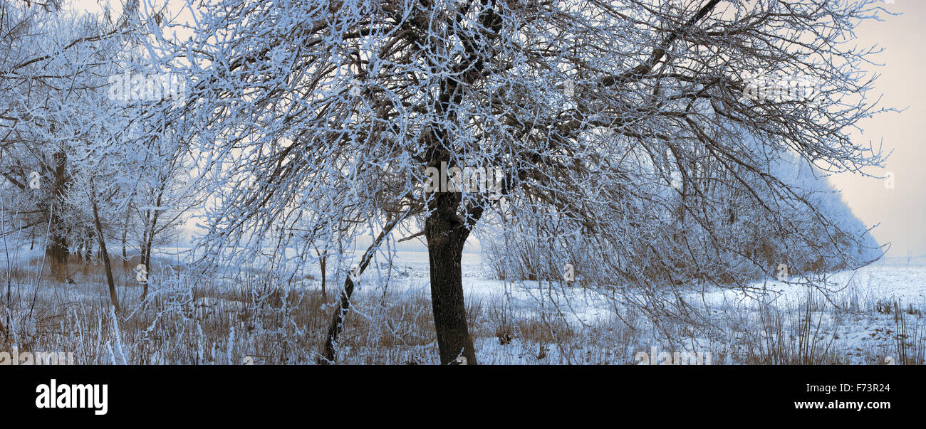 Bäume unter Schnee. Sonniger Tag. Querformat, Stockfoto