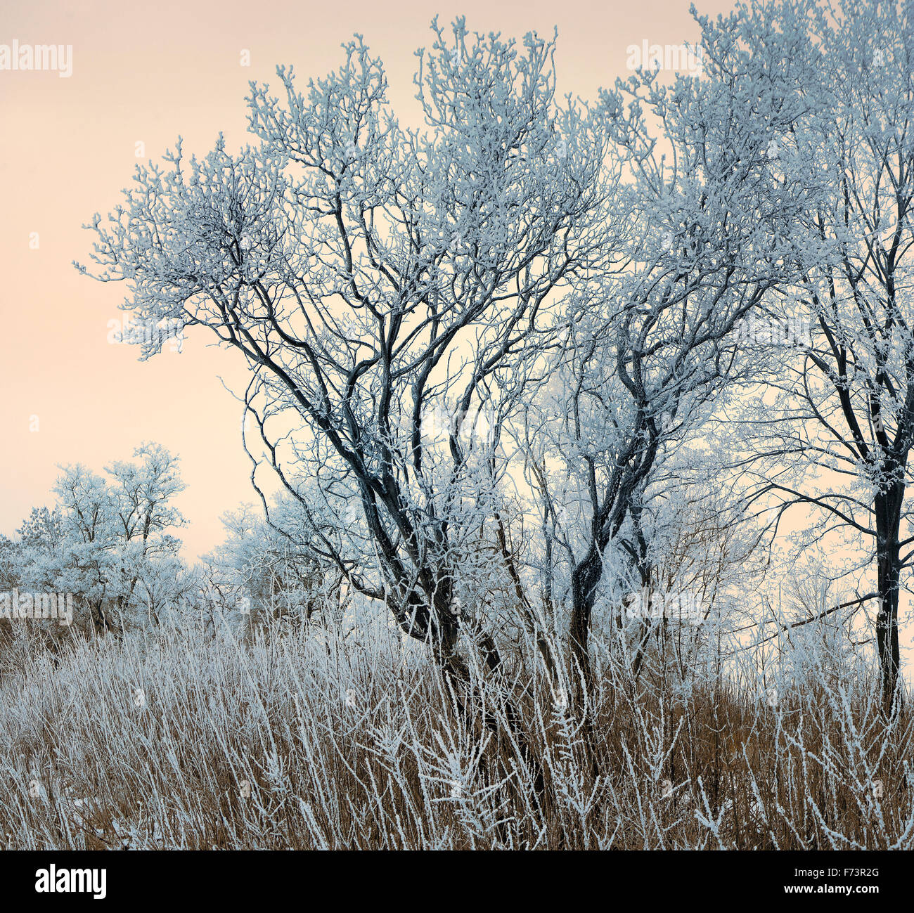 Bäume unter Schnee. Sonniger Tag. Quadratisches format Stockfoto