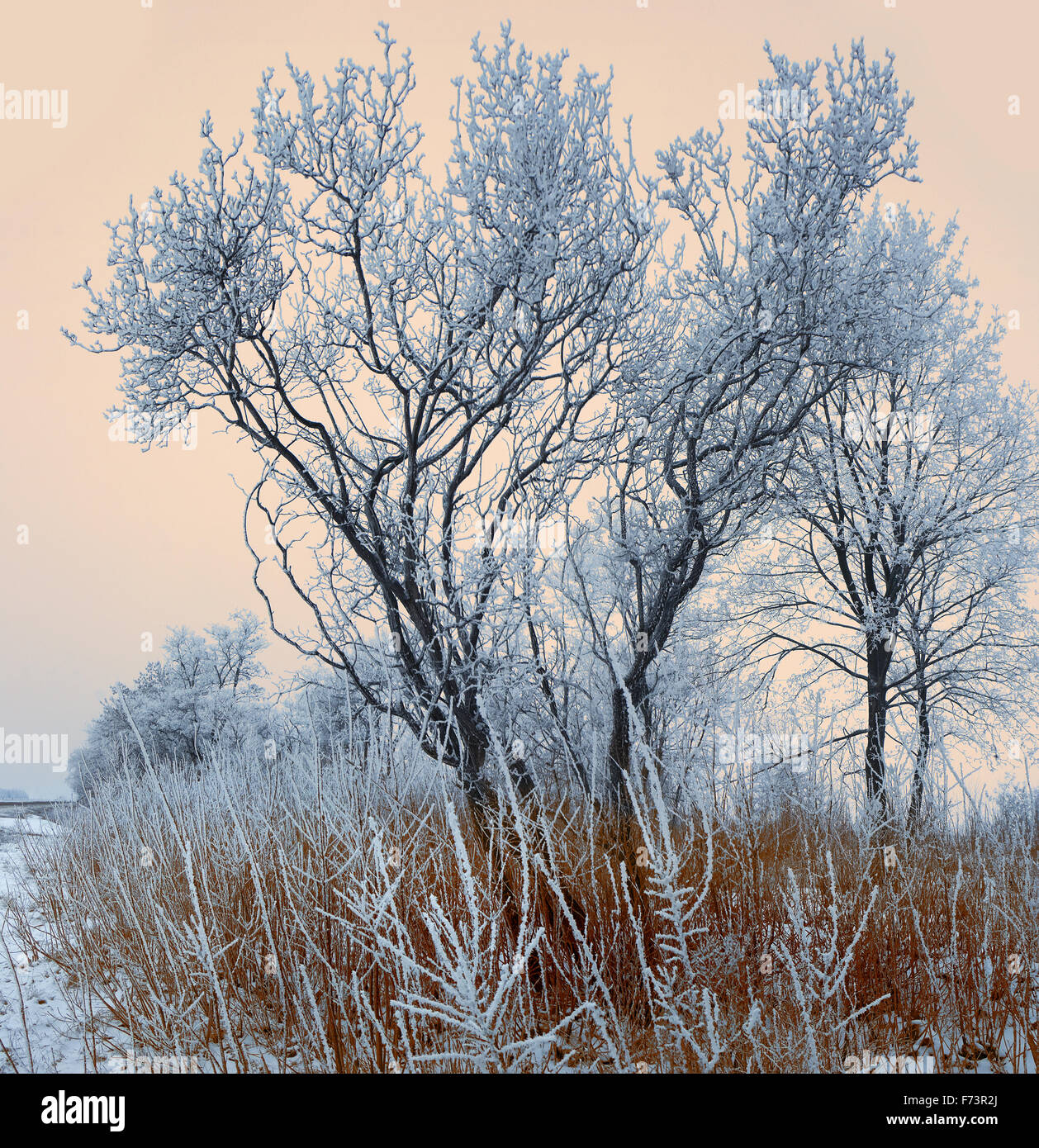 Bäume unter Schnee. Sonniger Tag. Quadratisches format Stockfoto