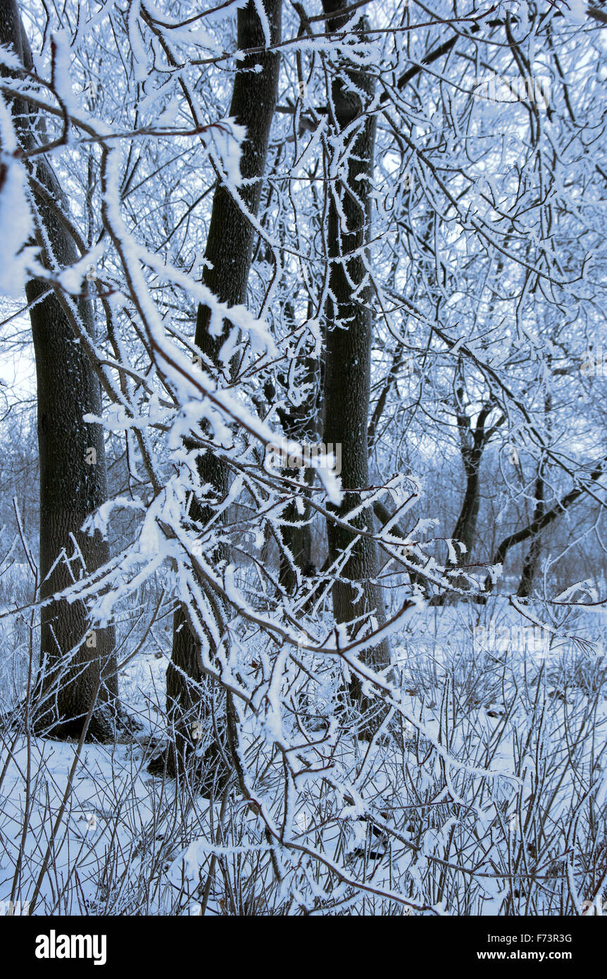 Bäume unter Schnee. Sonniger Tag. Querformat, Stockfoto