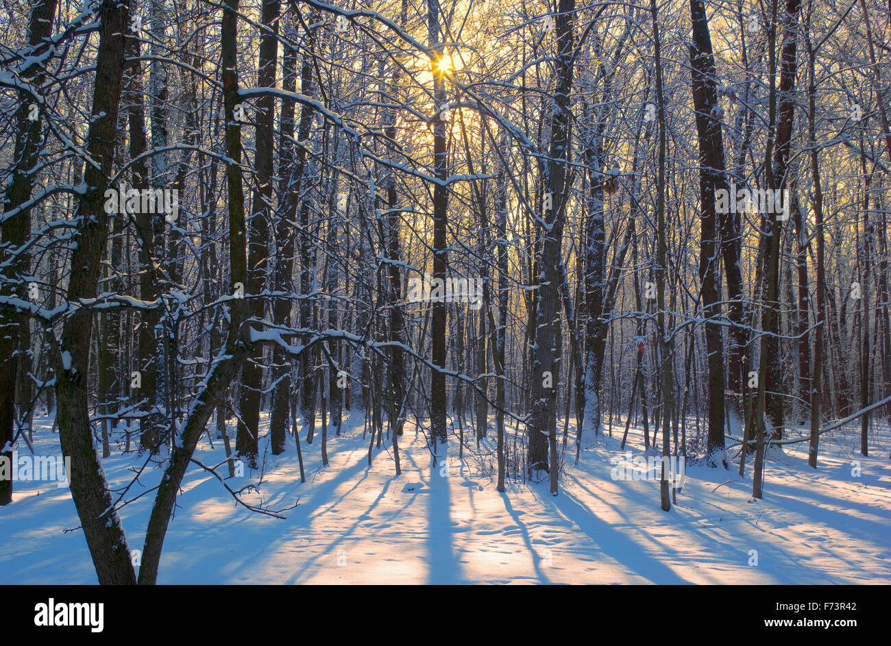 Bäume unter Schnee. Sonniger Tag. Querformat, Stockfoto