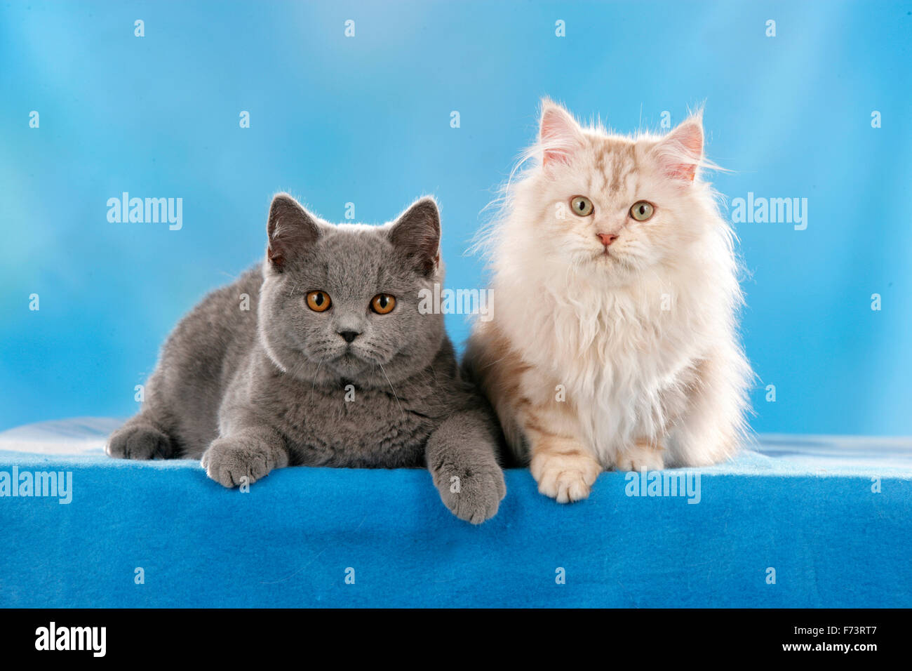 Britisch Kurzhaar und British Longhair. Zwei Kätzchen vor einem blauen Hintergrund zu sehen. Studio Bild vor einem blauen Hintergrund. Stockfoto