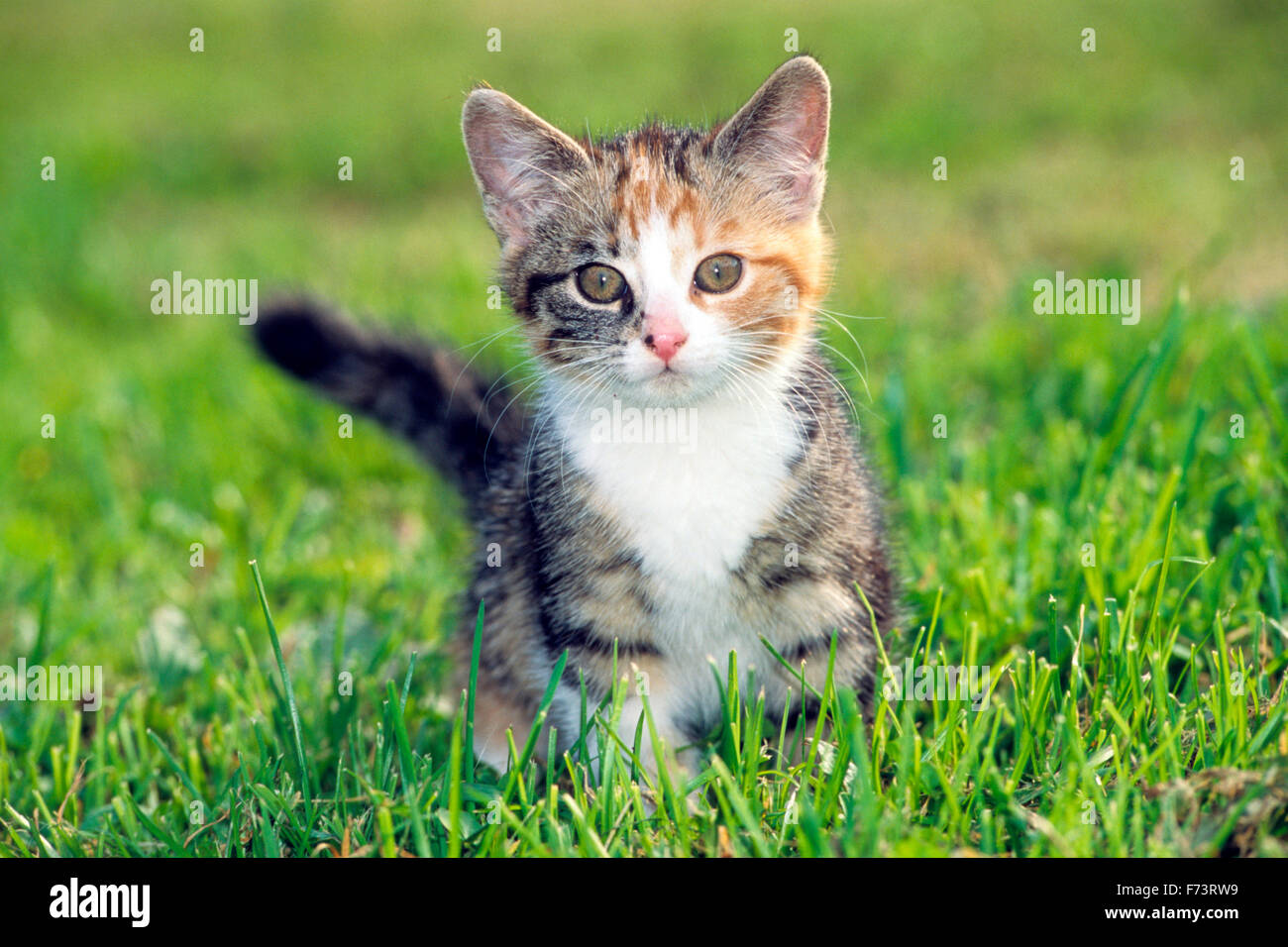 Hauskatze. Dreifarbigen Kätzchen stehen im Rasen. Deutschland. Stockfoto