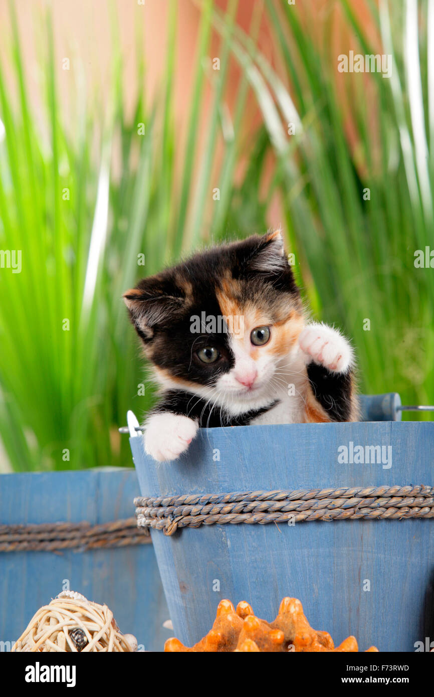 Hauskatze. Dreifarbigen Kitten in blau Holzeimer. Studio Bild. Deutschland. Stockfoto