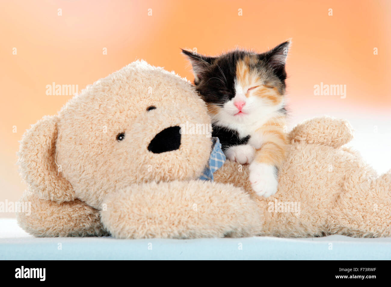 Hauskatze. Dreifarbigen Kätzchen schlafen auf ein Teddybär. Deutschland Stockfoto