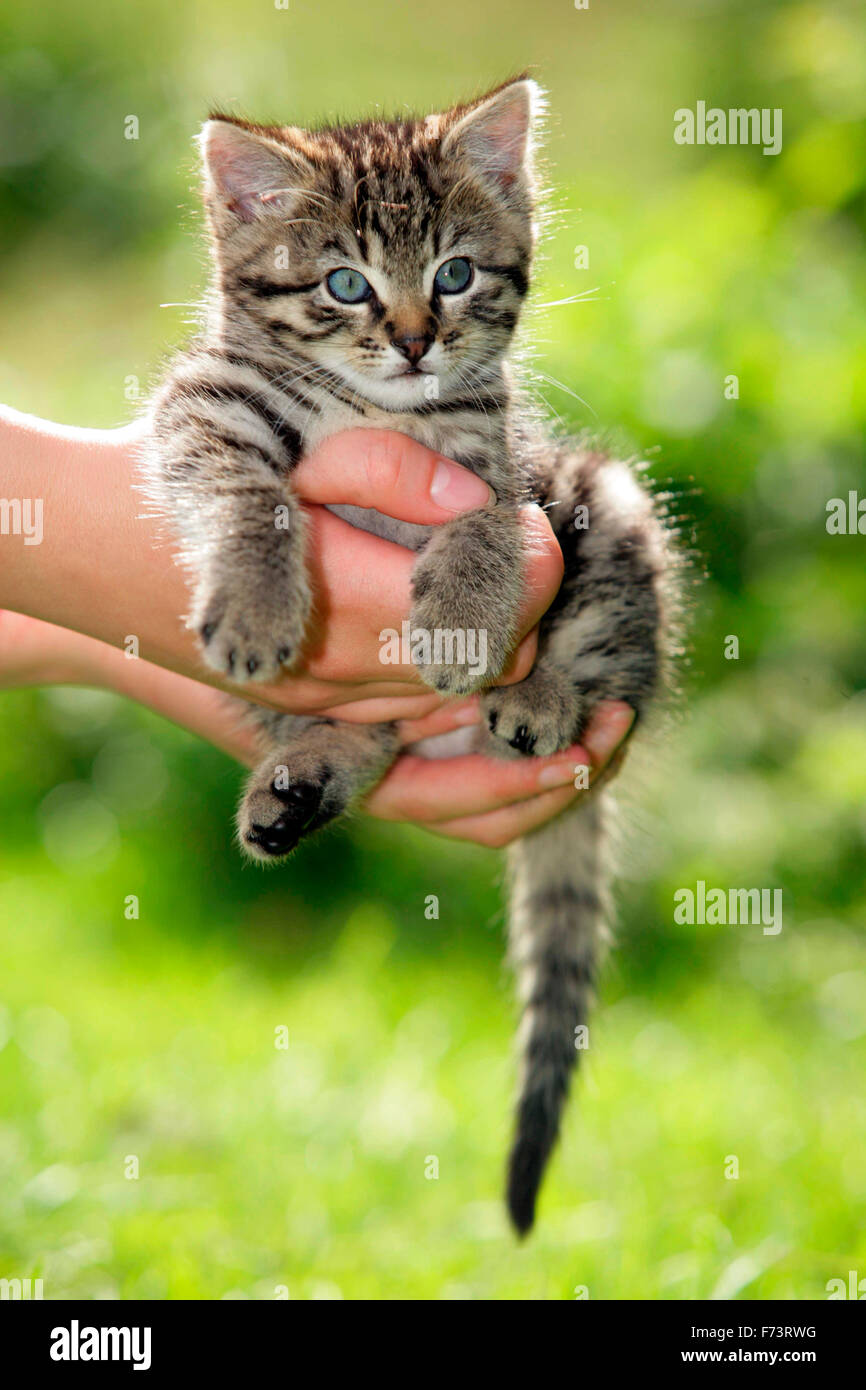 Hauskatze. Tabby Kitten in einer Hand. Deutschland. Stockfoto