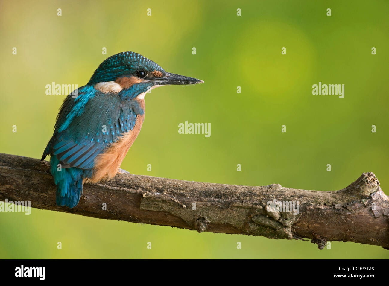 Young-Eisvogel (Alcedo Atthis) an seinem ersten Tag des Lebens sitzt auf einem Ast vor einem schönen bunten Hintergrund. Stockfoto