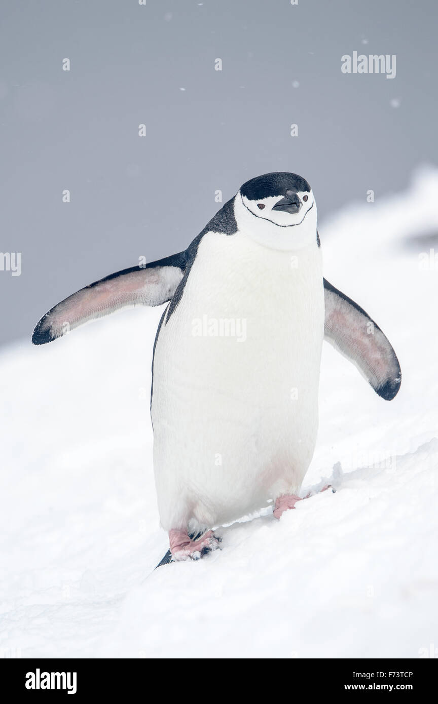 Kinnriemen Pinguin zu Fuß auf einer vereisten Steigung in der Antarktis Stockfoto