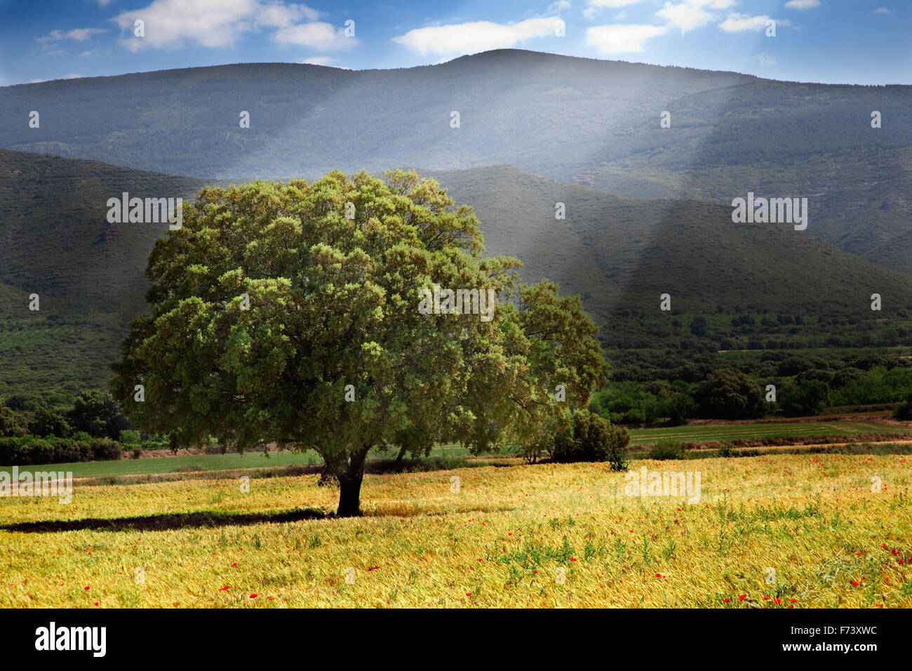 Landschaft mit Baum und Sonnenschein Stockfoto