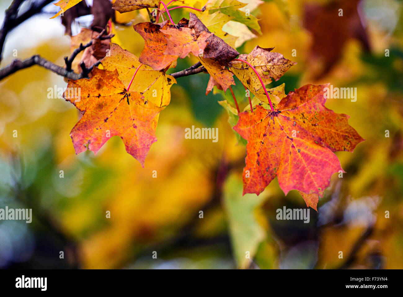 Blätter noch auf den Bäumen, aber drehen bis Herbst Farben. Stockfoto