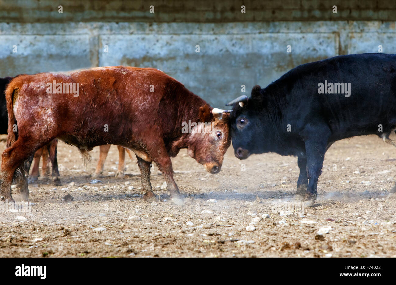 Kampfstiere auf einem Bauernhof Stockfoto