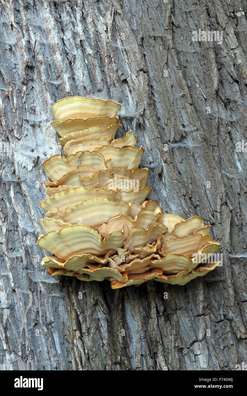 Schwefel Regal Pilz Stockfoto