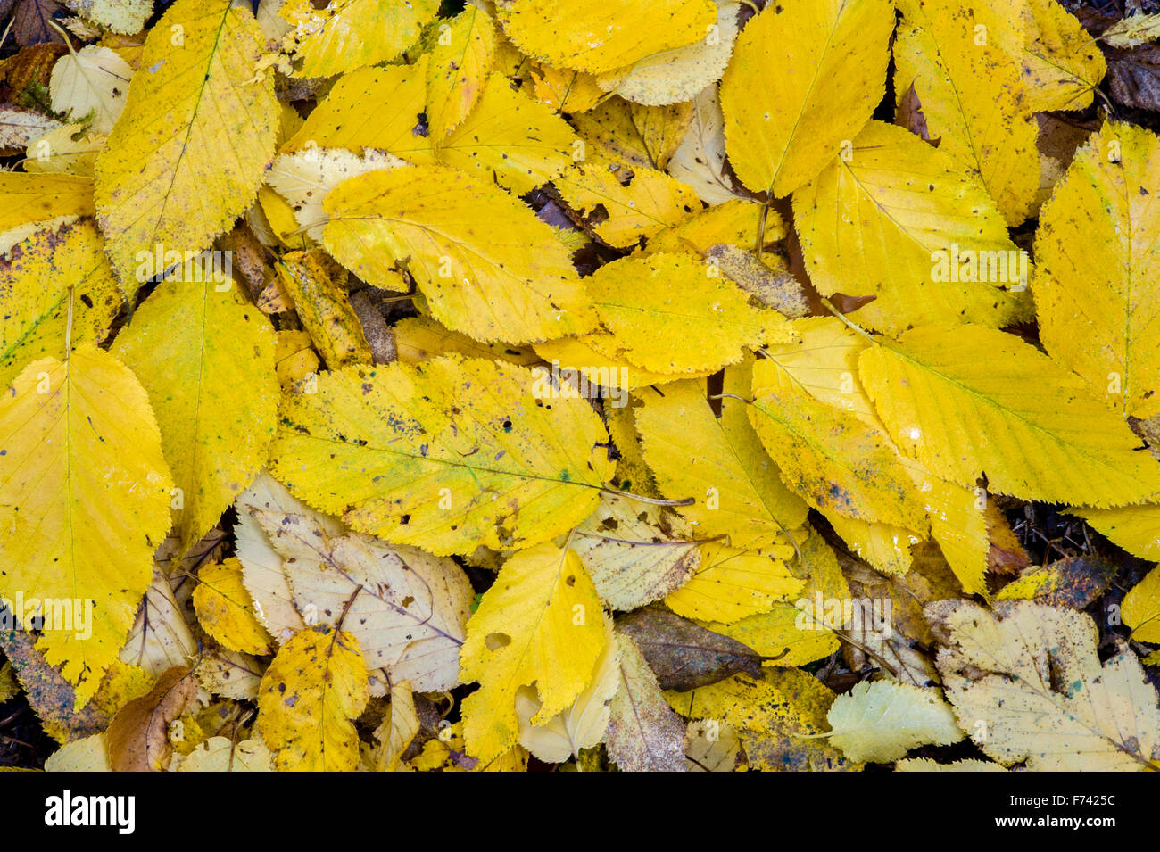 Birke-Laub im Herbst Stockfoto