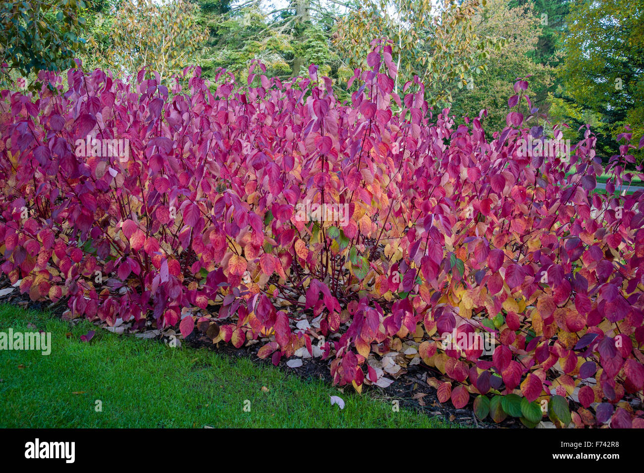 Cornus Alba 'Sibirica' in Herbstfärbung. Stockfoto