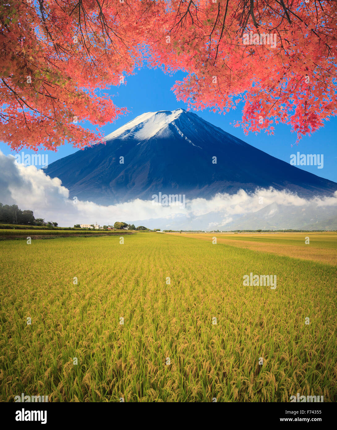 Die Naturlandschaft einsamen Baum im Reisfeld Reis Stockfoto