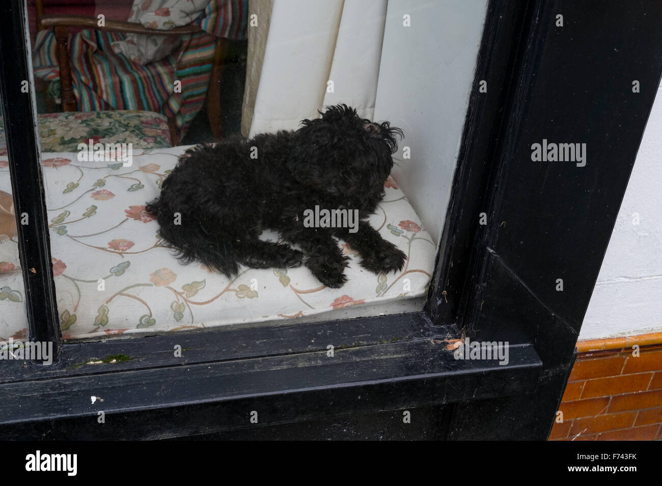 Ein kleiner schwarzer Hund sitzen in einem Fenster Stockfoto