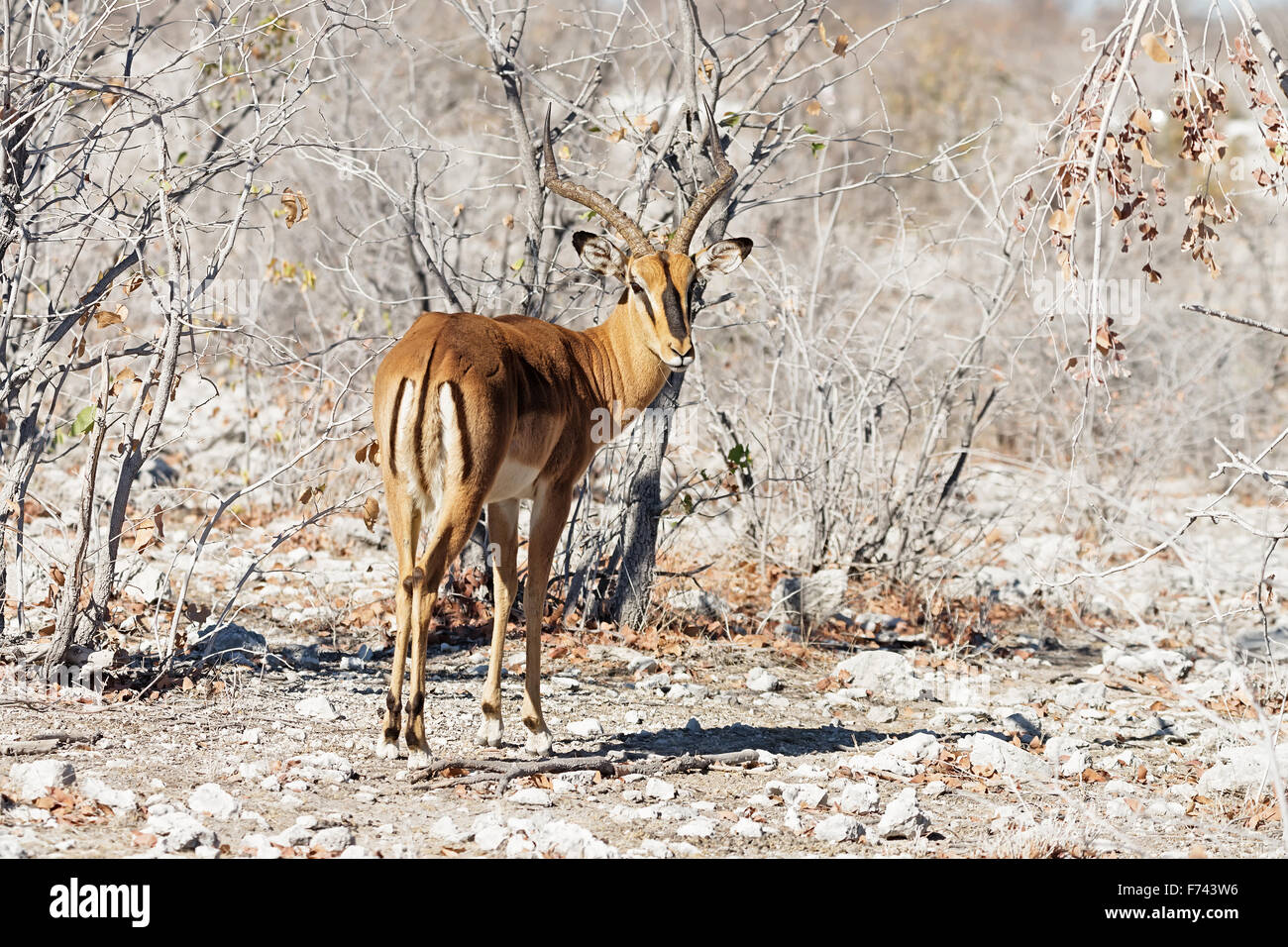 Männliche schwarze konfrontiert Impala (Aepyceros Melampus Petersi) während der Trockenzeit im Etosha Nationalpark, Namibia Stockfoto