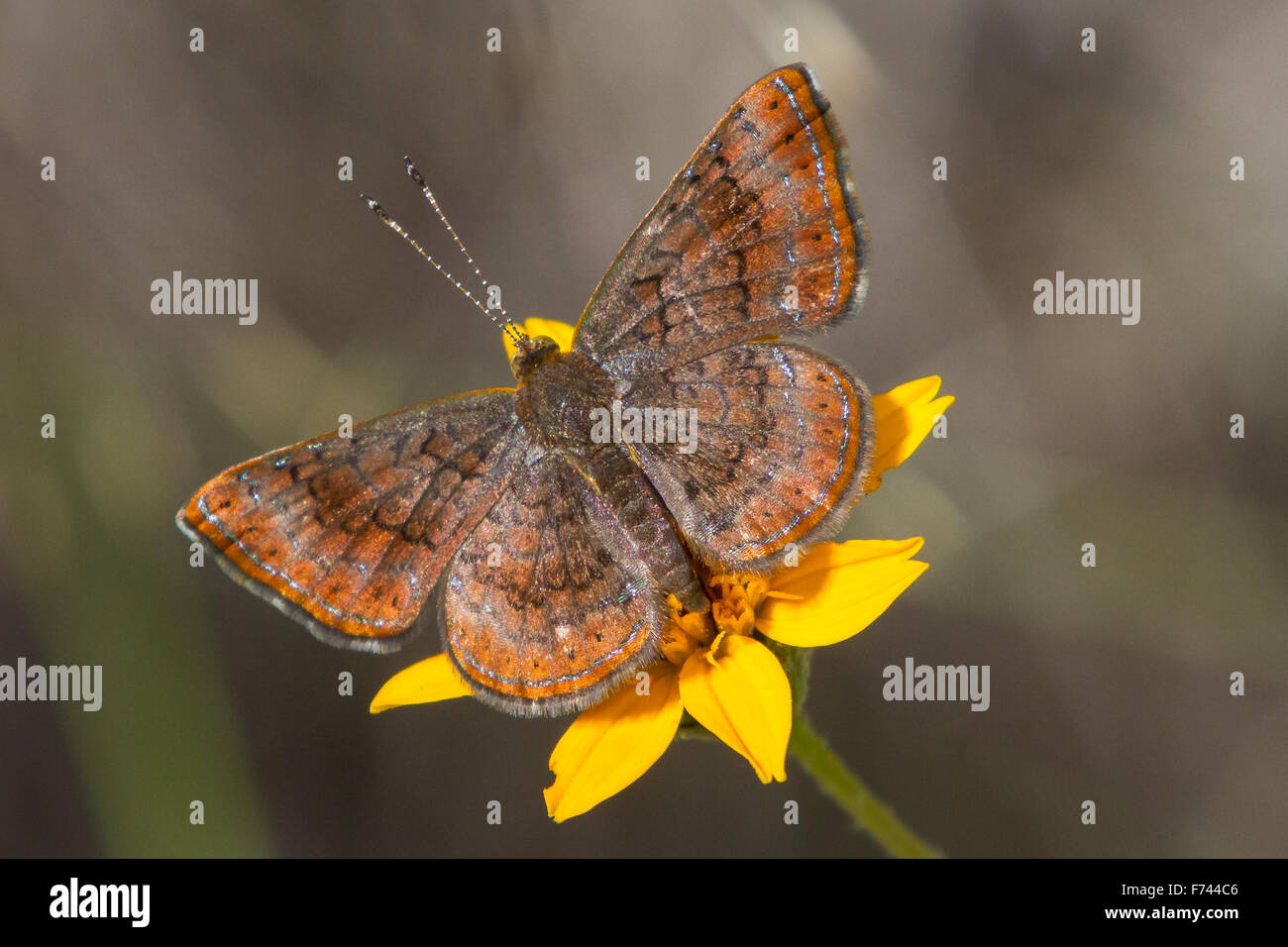 Ein Metalmark Schmetterling auf einer gelben Blume Stockfoto