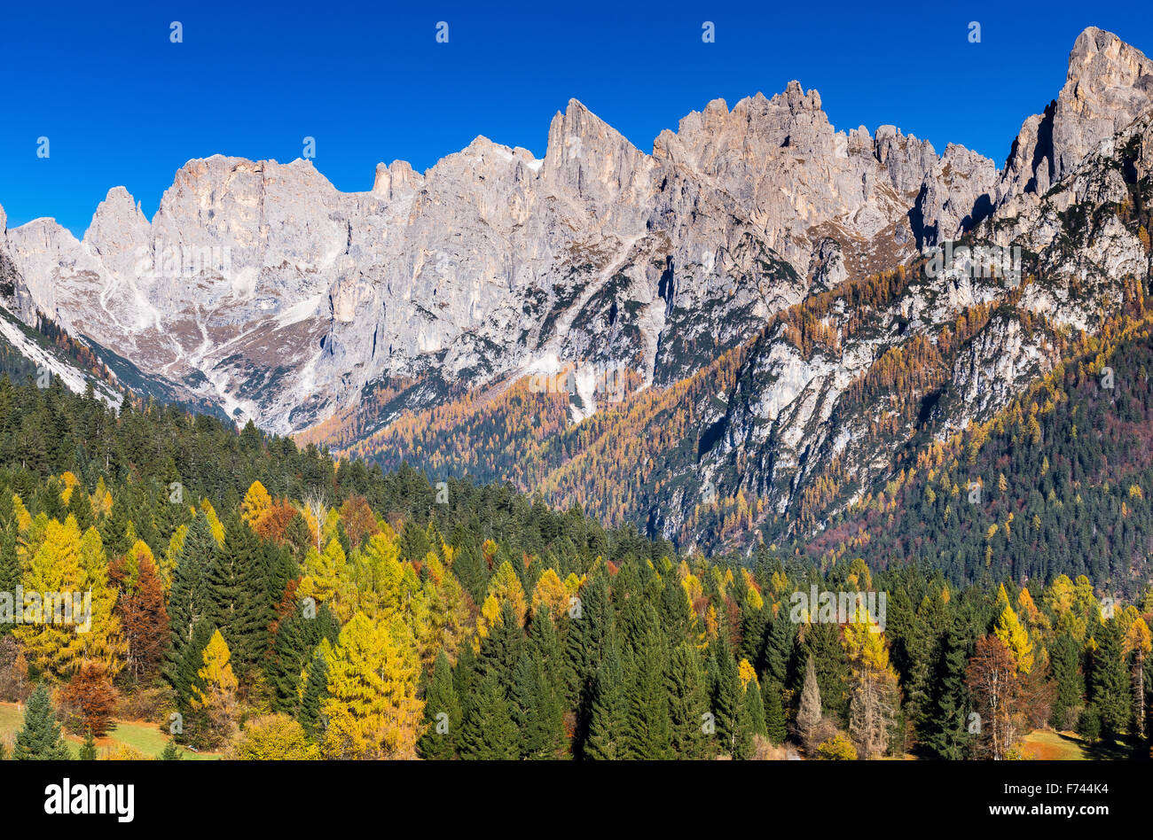 Herbstsaison im Val Canali Tal. Die Dolomiten. Die Pale di San Martino Berggruppe. Tonadico. Trentino, Italienische Alpen. Europa. Stockfoto