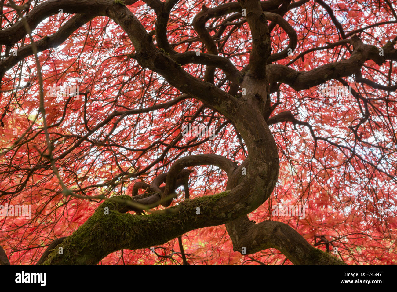 Acer Palmatum 'Dissectum Atropurpureum' - japanischer Ahorn Stockfoto