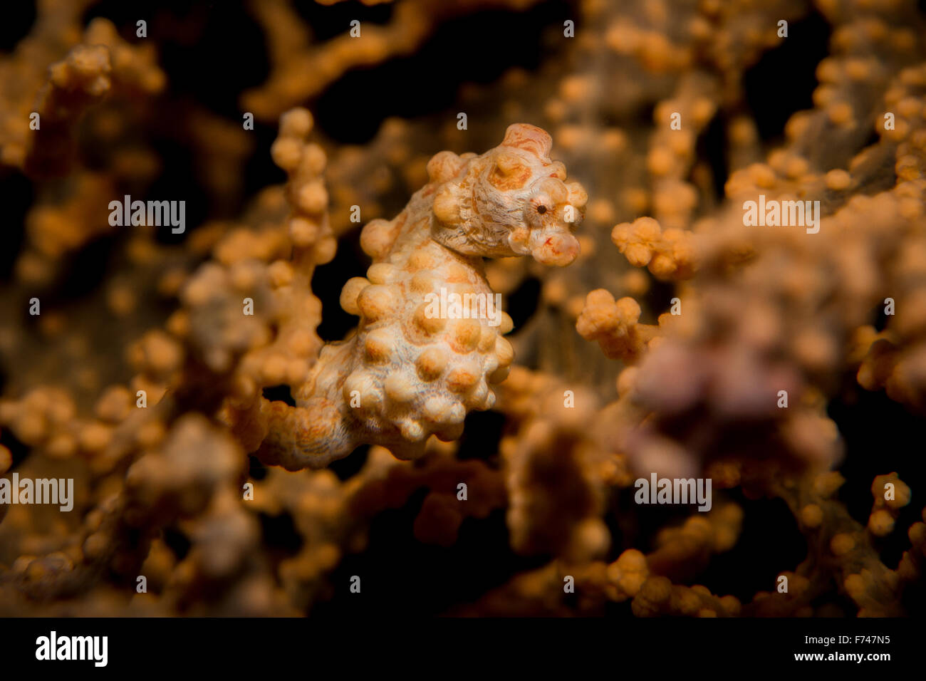 Ein gelber Pygmäen-Seepferdchen - Hippocampus Bargibanti - versteckt in seiner Gastgeber Gorgonien Gorgonien. Aufgenommen im Nationalpark Komodo, Indonesien Stockfoto