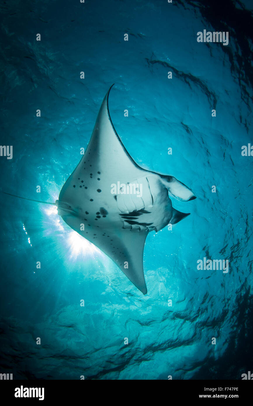 Ein Mantarochen - Mata Alfredi - schwimmt unter der Sonne im blauen Meer. Aufgenommen im Nationalpark Komodo, Indonesien Stockfoto