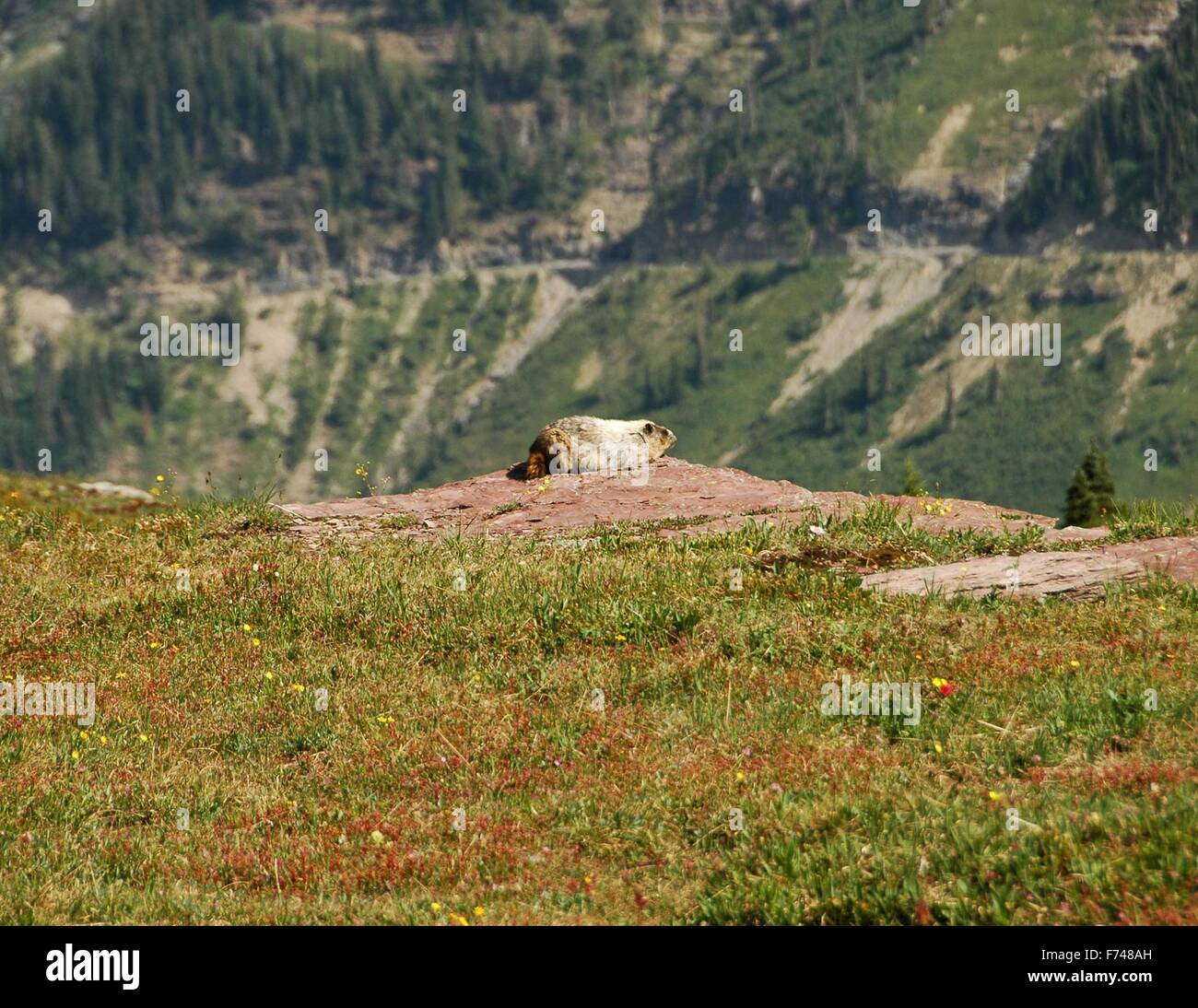 Ein Murmeltier befragt seine Domäne im Glacier National Park, Montana. Stockfoto