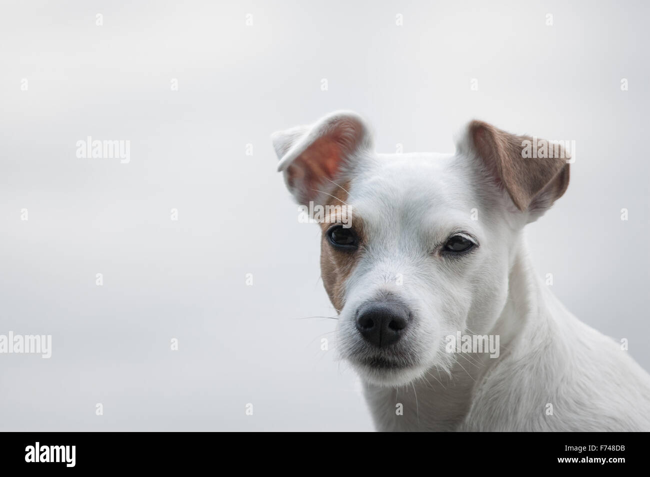 Porträt eines Parson Russel Terrier Stockfoto