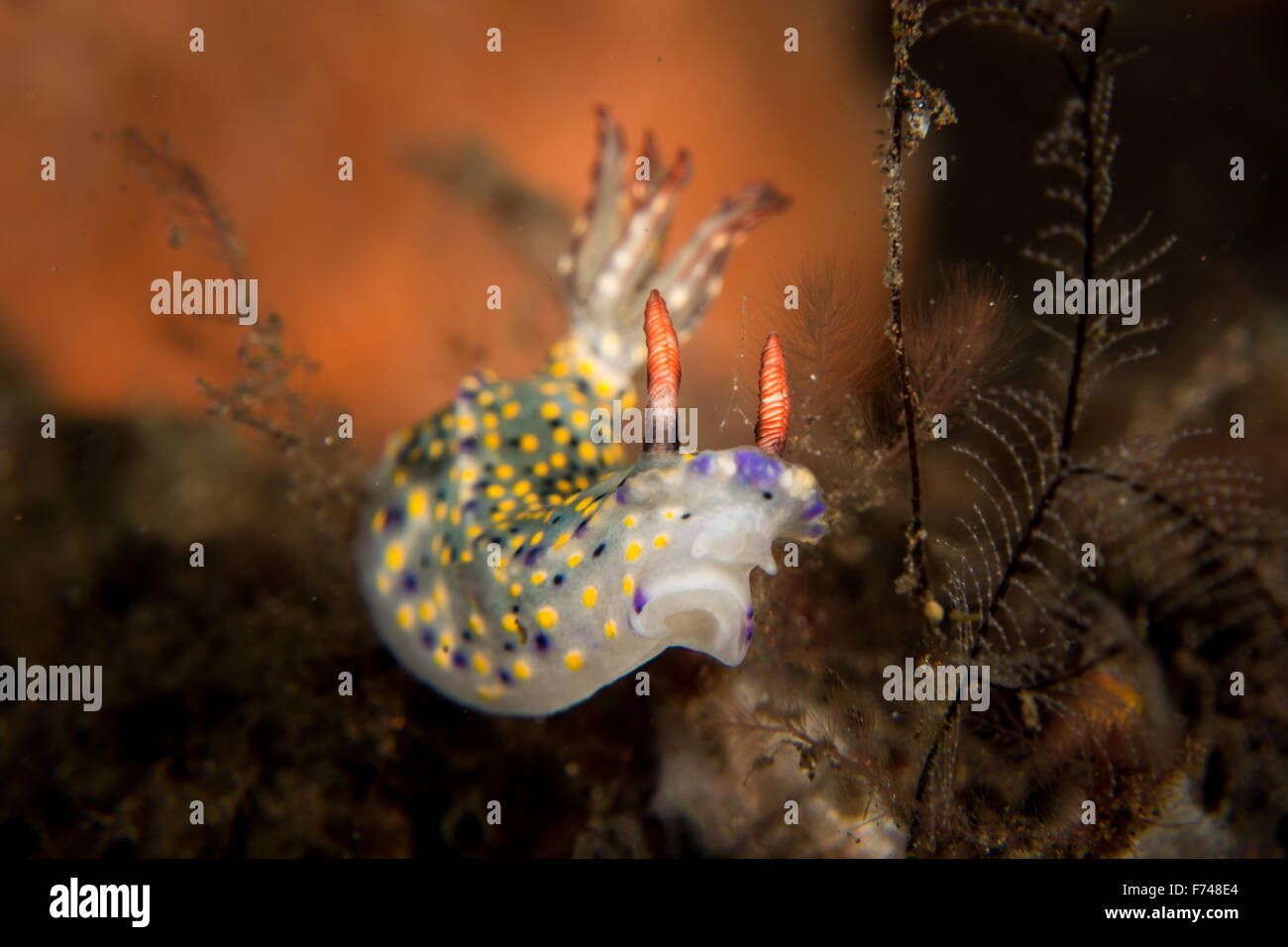 Ein Hypselodoris Infucata Nacktschnecken. Eine bunte Nudi genommen in Bali, Indonesien. Stockfoto