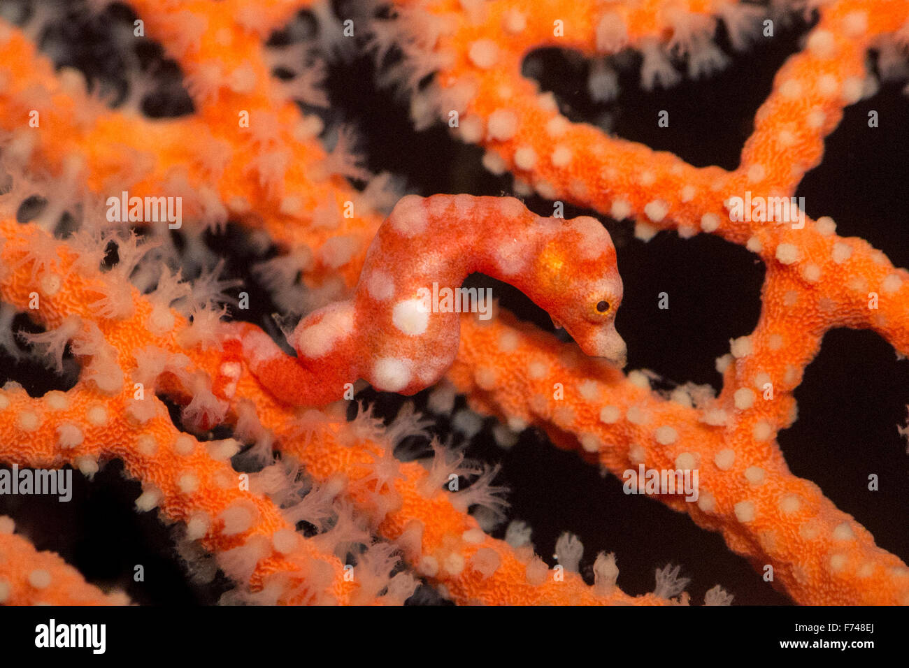 Ein winziger Denise Pygmäen-Seepferdchen - Hippocampus Denise - klammert sich an ihren Host-Koralle. Aufgenommen in Raja Ampat, Indonesien. Stockfoto