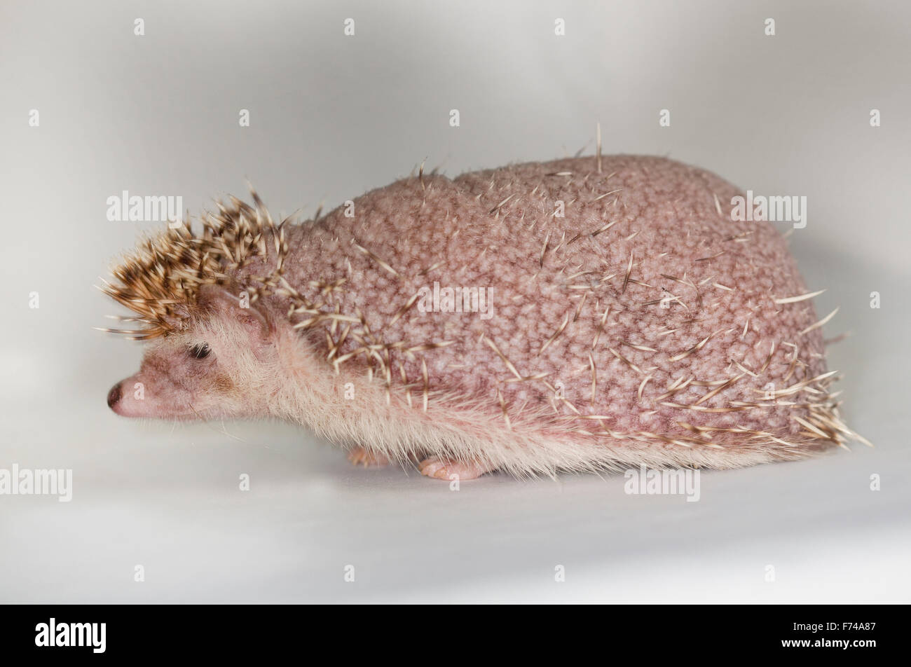 Afrikanische Pygmy Hedgehog, Atelerix Albiventris, vier-toed Hedgehog, domestizierte, Säugetier, Tier, Studio, weißer Hintergrund Stockfoto