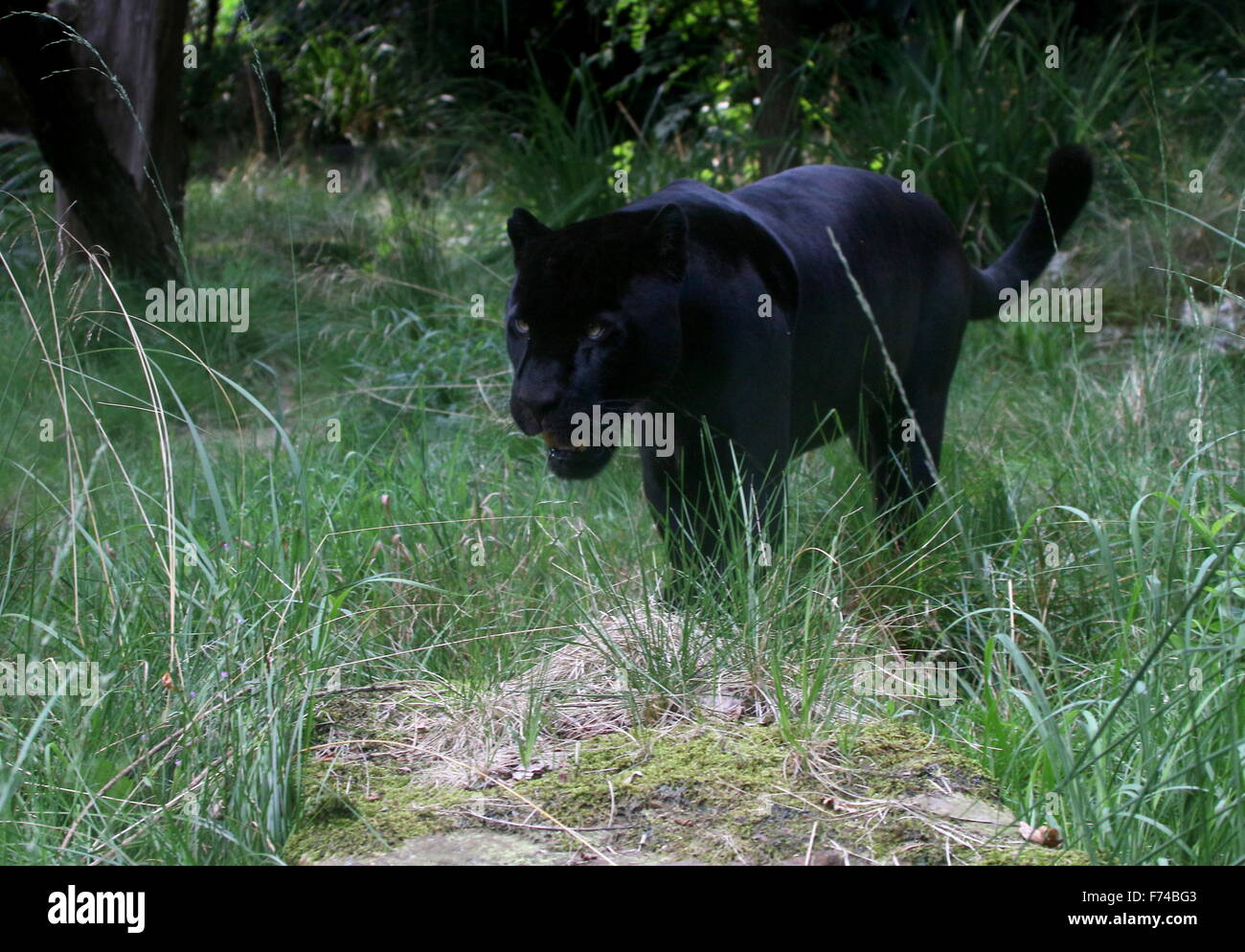 Männlichen südamerikanischen schwarzen Jaguar (Panthera Onca) auf der Pirsch Stockfoto