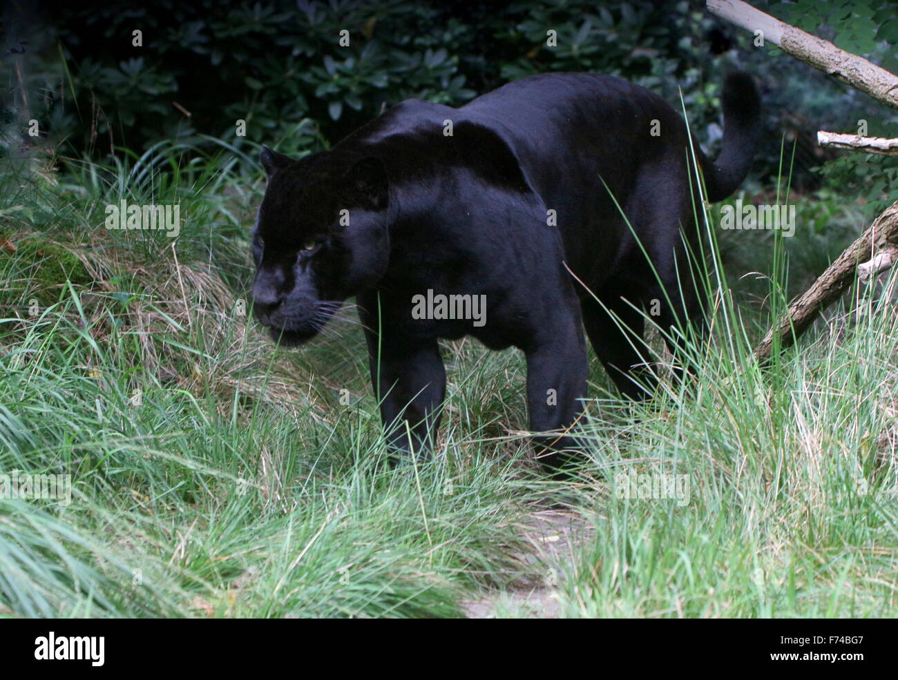 Männlichen südamerikanischen schwarzen Jaguar (Panthera Onca) auf der Pirsch Stockfoto