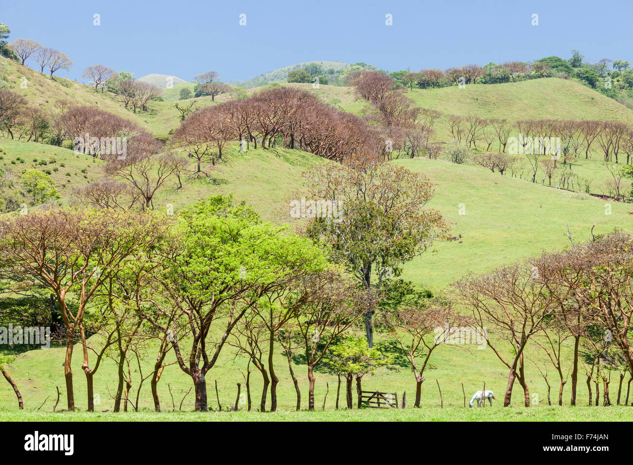 Gumbo Limbo Bäume bilden die Zaunlinien der Wiesen in der Nähe von Lake Catemaco, Veracruz, Mexiko. Stockfoto