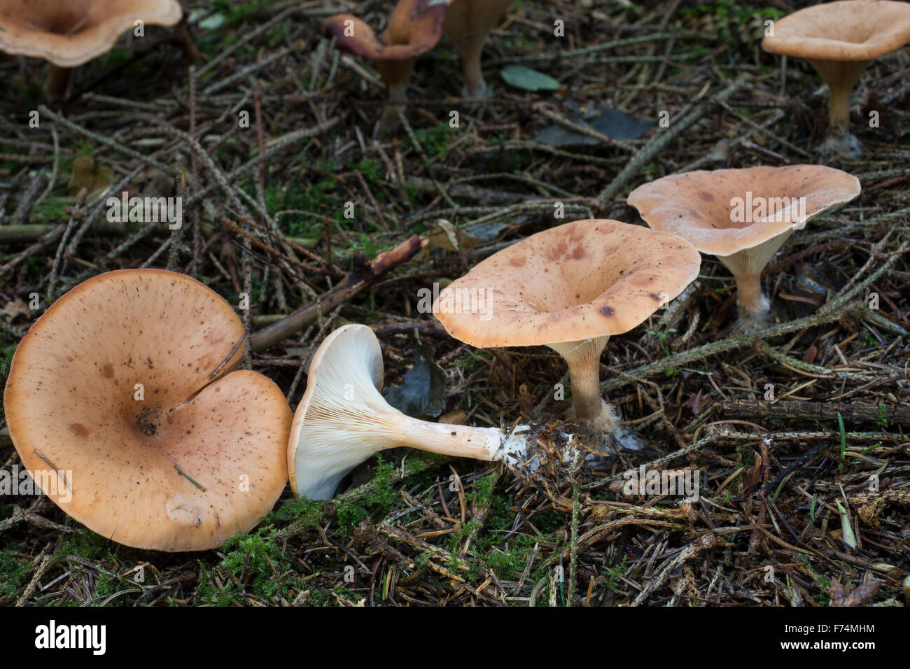 Tawny Trichter Cap, Fuchsiger Röteltrichterling, Fuchsiger Rötelritterling, Rötel-Trichterling, Lepista Flaccida, Clitocybe Stockfoto