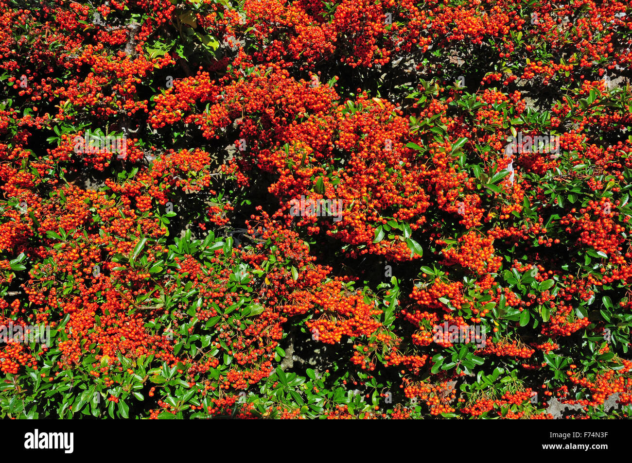 Reifen Beeren des Pyrocantha Coccinea September Stockfoto