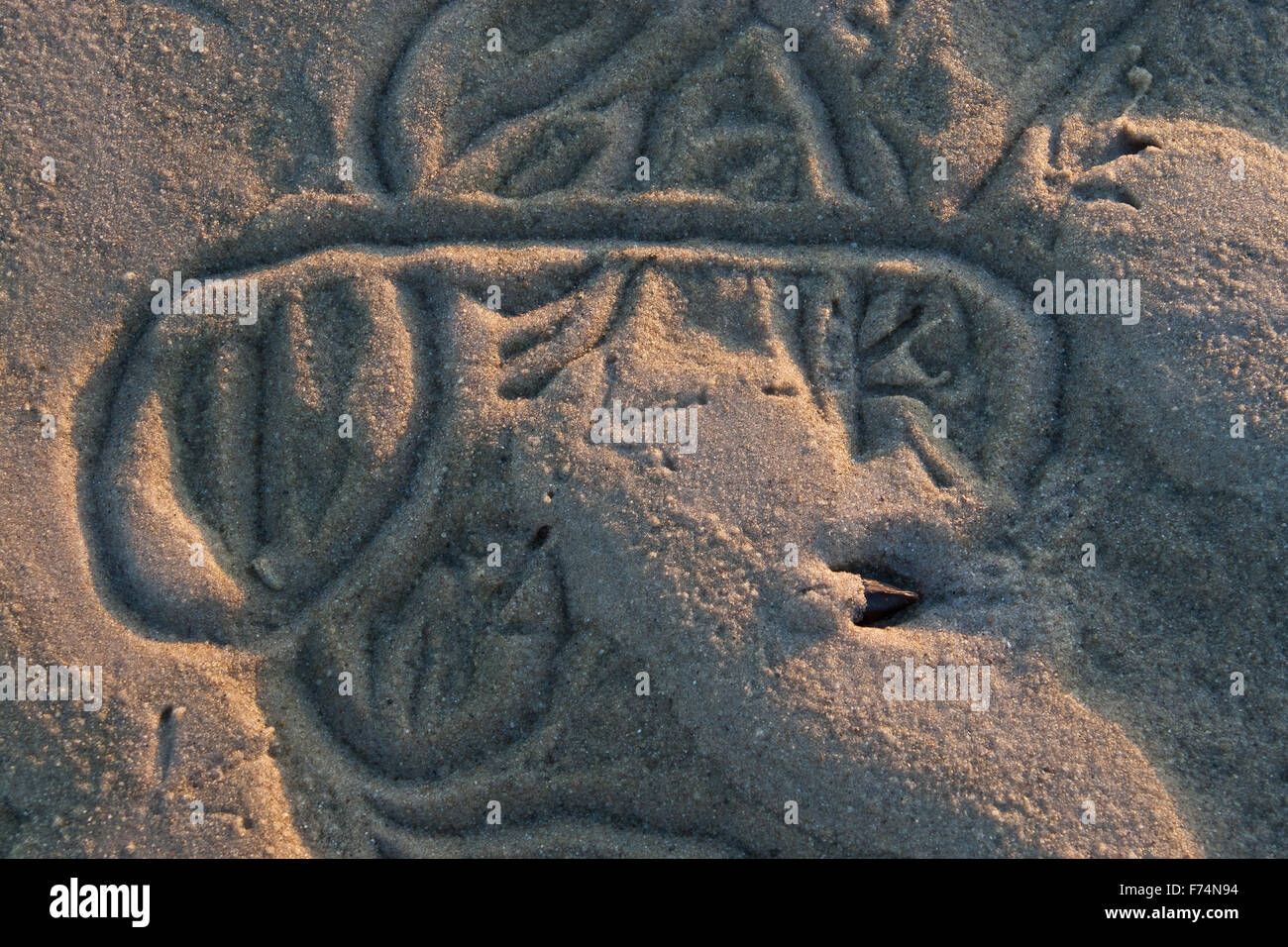 Bewegung verfolgen von Muscheln auf sand Stockfoto